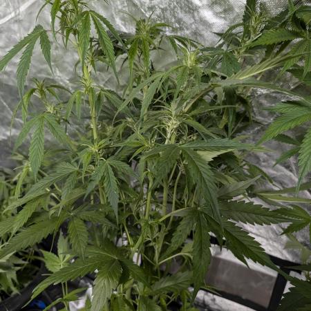 FumePop Auto x3