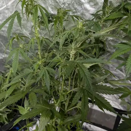 FumePop Auto x3