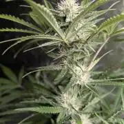 Guava X Gelato 41