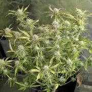 Cotton Berry Rush Auto x4