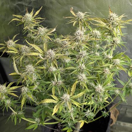 Cotton Berry Rush Auto x4