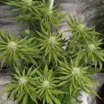 Twilight Zlush Auto x3