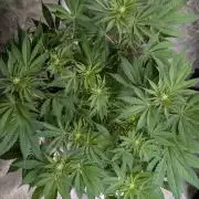 Bay Haze x5