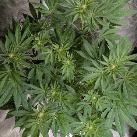 Bay Haze x5
