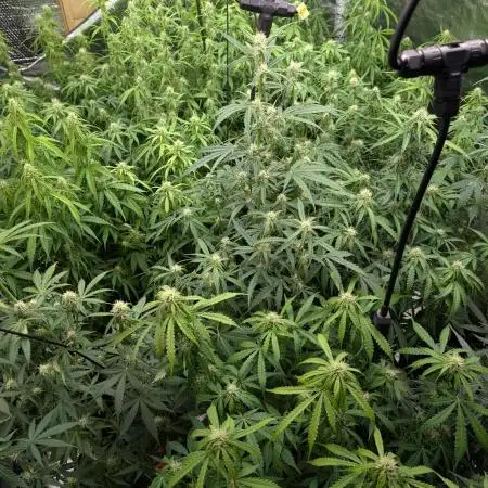 Banana Blaze Auto x3