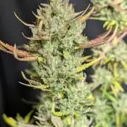 Guava X Gelato 41 x3