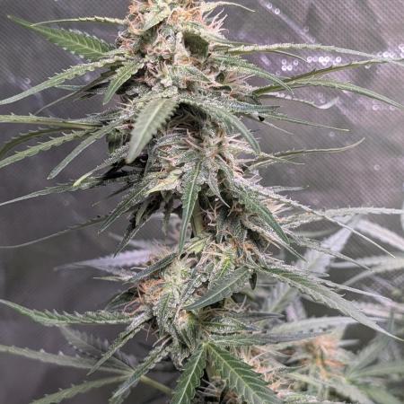 Banana Blaze Auto x3