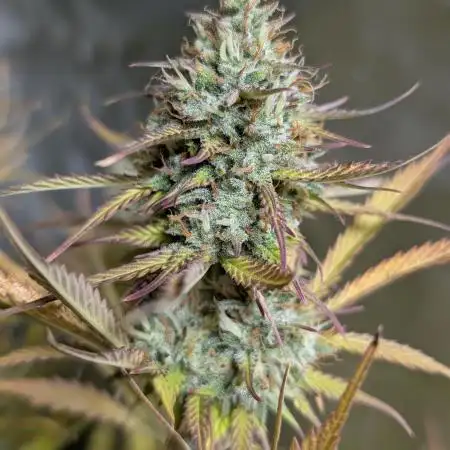 Space Cookies Auto x5