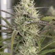 Chemical Candy Auto x3