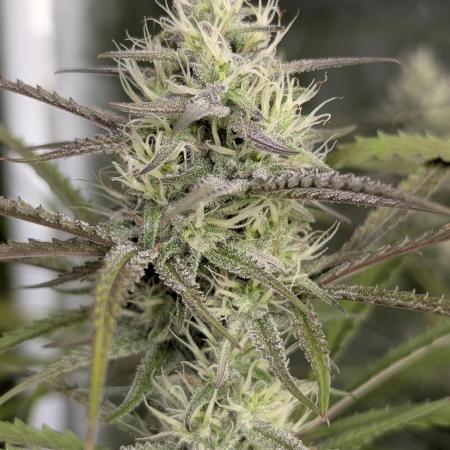 Chemical Candy Auto x3