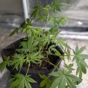 Unknown Kush