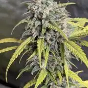 Strawberry Pie x4