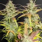 Frosted Guava Auto x2