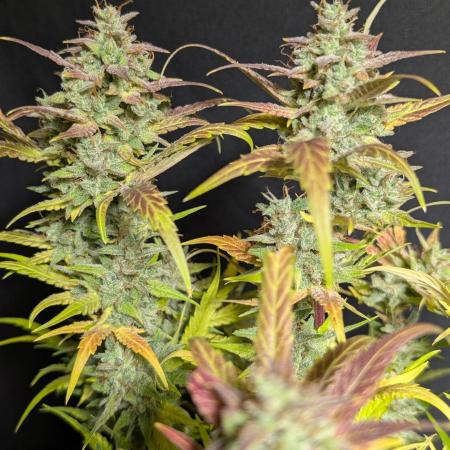 Frosted Guava Auto x2