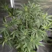 Chemical Candy Auto x3