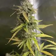 Purple Dream Auto x3
