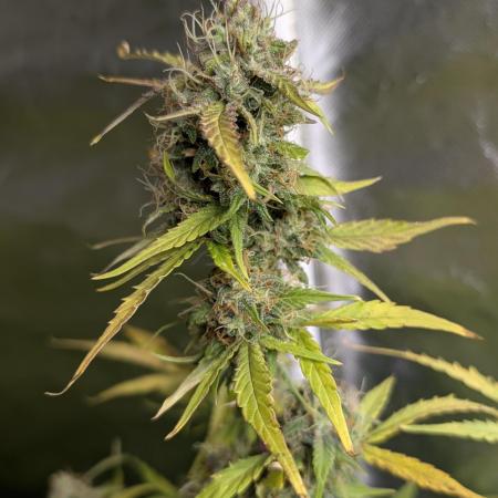 Purple Dream Auto x3