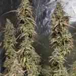 Godzilla Cookies Auto x3