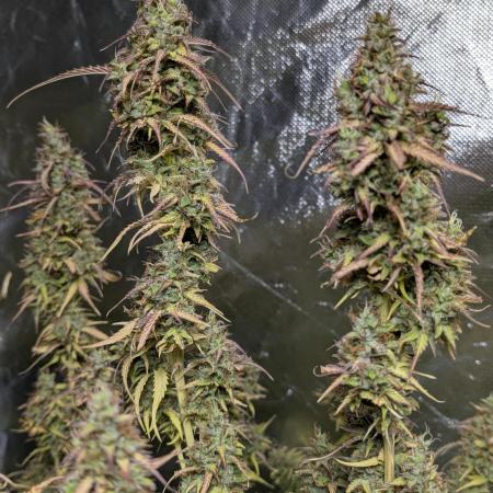Godzilla Cookies Auto x3