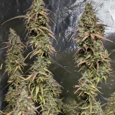 Godzilla Cookies Auto x3