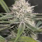 Pablo Escobar auto x3