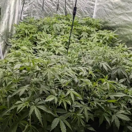 Twilight Zlush Auto x4