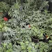 Pablo Escobar auto x3