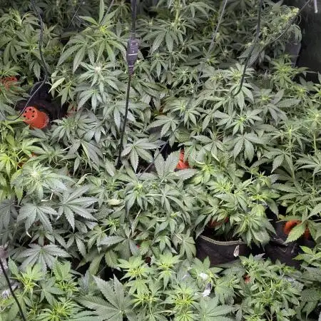 Pablo Escobar auto x3