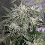 Black Opium Auto x3