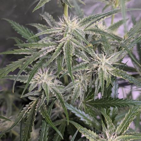 Black Opium Auto x3