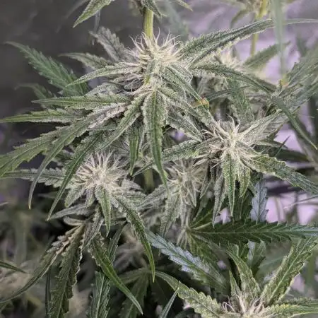 Black Opium Auto x3