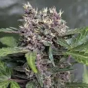 Purple Opium Auto x5