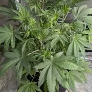 Golosa x6