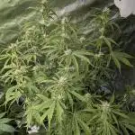 FumePop Auto x3
