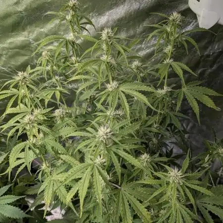 FumePop Auto x3
