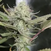 Chemical Candy Auto x3