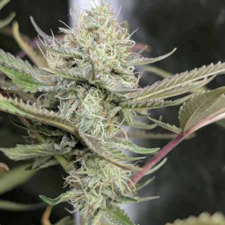 Chemical Candy Auto x3