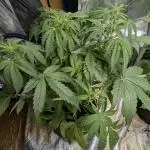 Twilight Zlush Auto x3