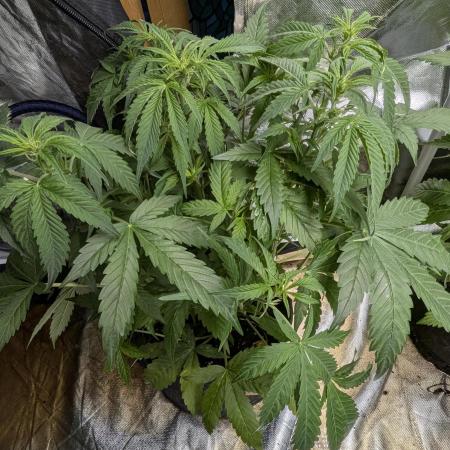 Twilight Zlush Auto x3