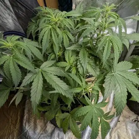 Twilight Zlush Auto x3
