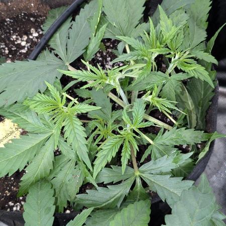 Sugar Black Rose x1