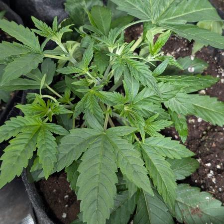 Zinnapple x5