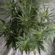 Purple Lemon Tree XLL x4