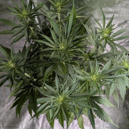 Purple Lemon Tree XLL x4