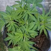 Golosa 50L.