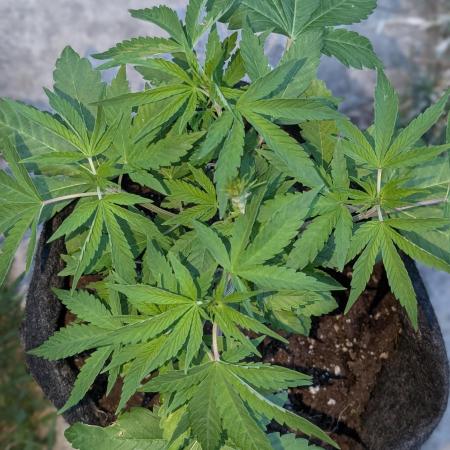 Golosa 50L.