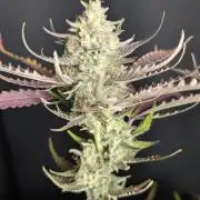 Chemical Candy Auto x3
