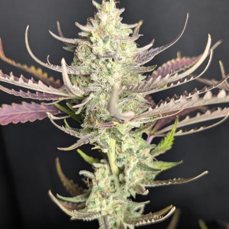 Chemical Candy Auto x3