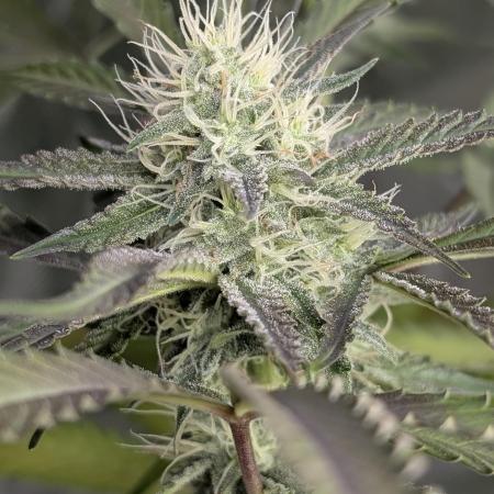 Chemical Candy Auto x3