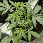 FumePop Auto x3